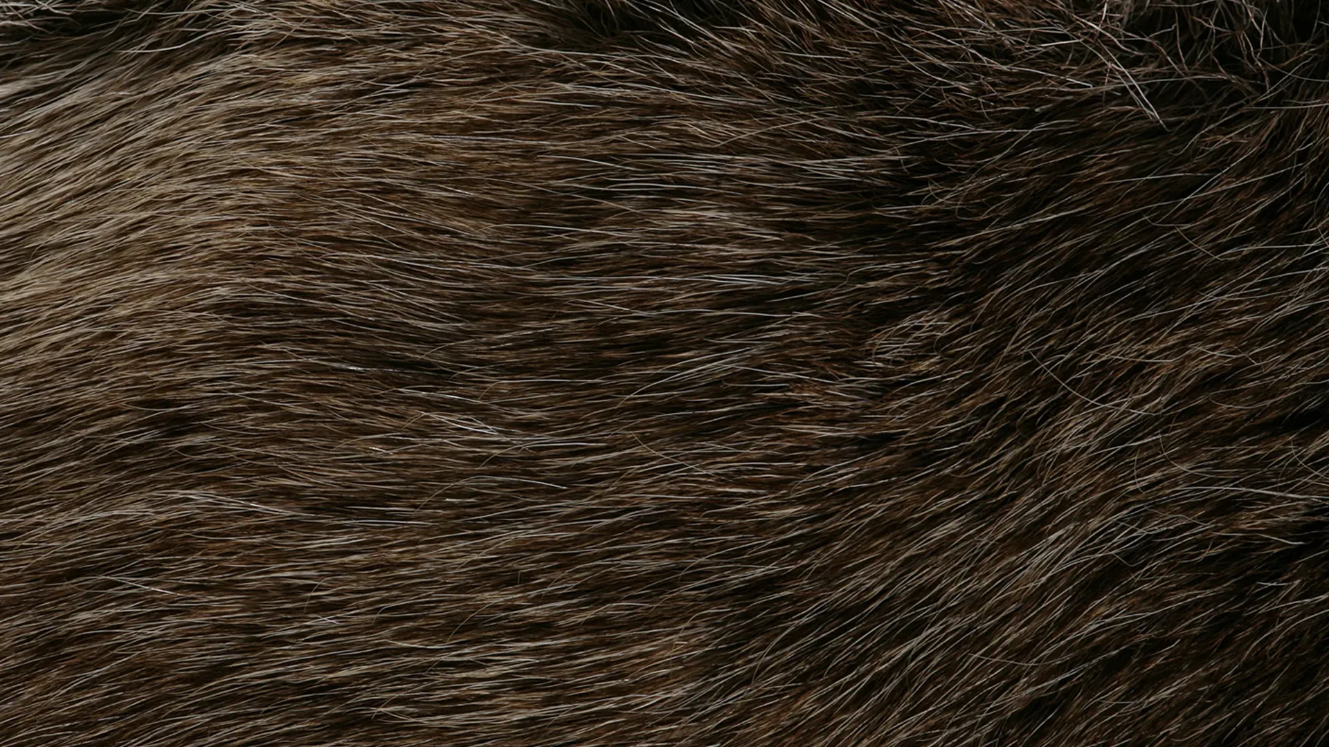 Tierhaare und Gerüche im Innenraum behandeln lassen